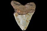 Bargain, Megalodon Tooth - North Carolina #83954-2